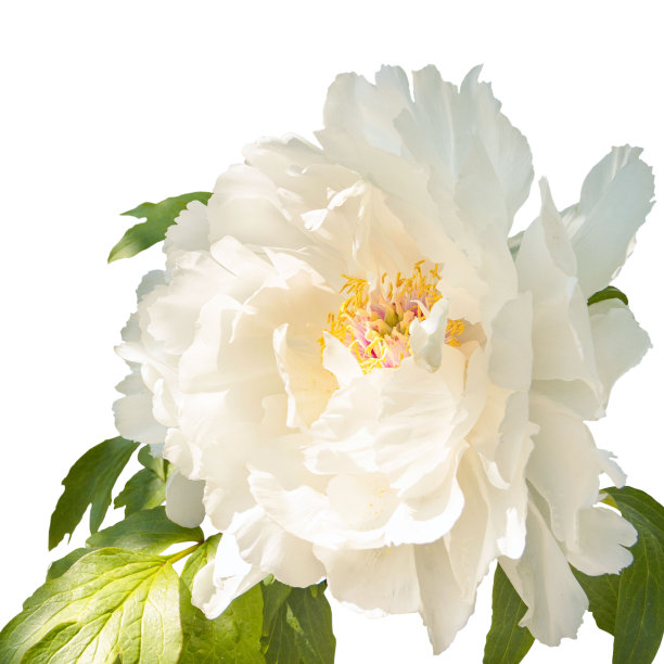 美丽的大花白色木本牡丹特写。图片下载