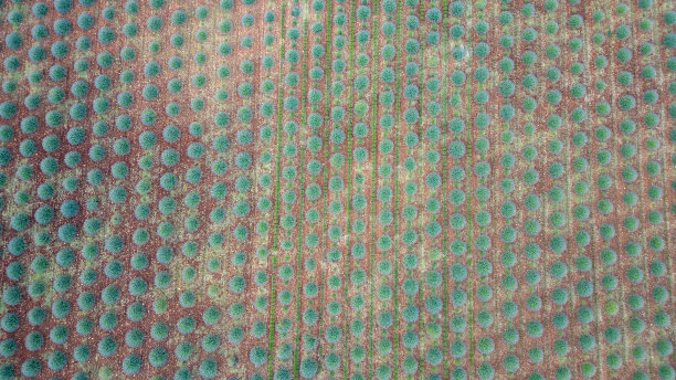 无人机拍摄的薰衣草花田图片下载