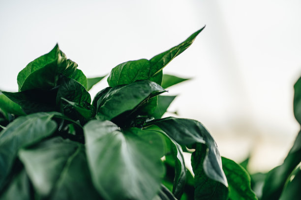 温室里成排的绿叶植物图片下载