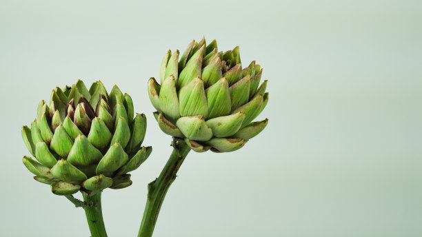 特写头绿色新鲜洋蓟，盛开的cinara在灰色的背景。花艺中用来制作花束的花。意大利食品,蔬菜,美味。复制空间,宏观照片。Cynara Cardunculus图片下载