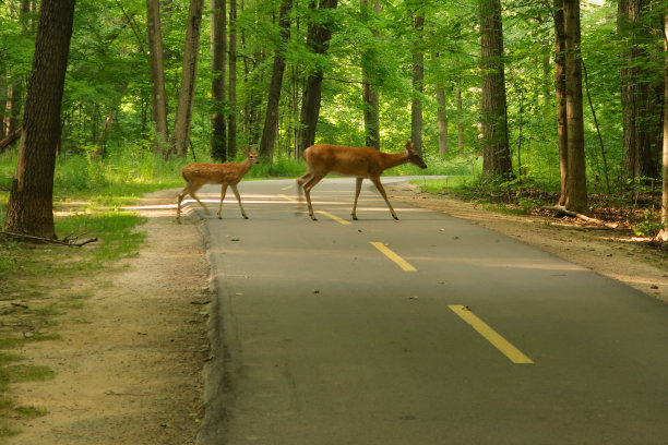 家族的鹿图片下载