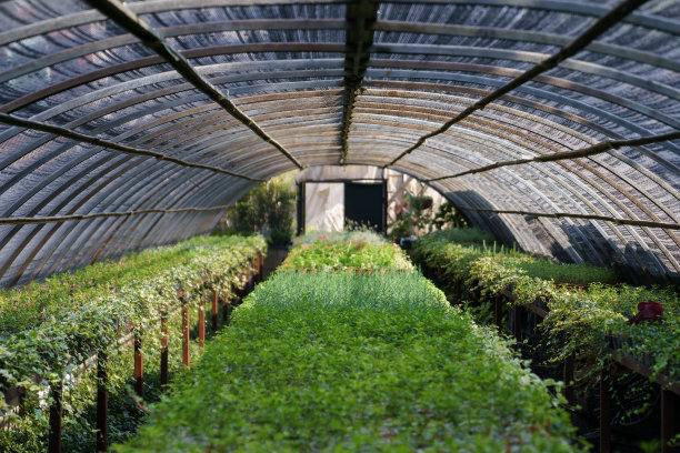 在保护膜屋顶下的花盆中生长着丰富多样的绿色植物和茂盛的叶子图片下载