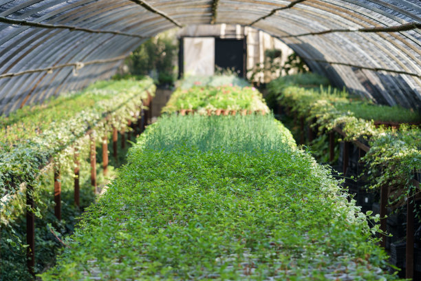 温室内装饰植物成排生长，屋顶有保护膜，阳光照射图片下载