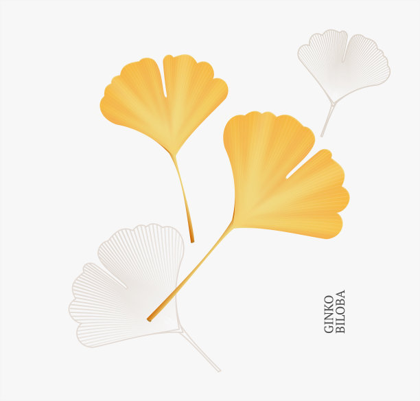 逼真详细的3d银杏叶集。向量图片下载