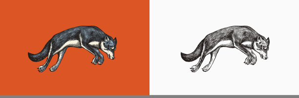 灰色的狼。一个食肉兽。野生森林动物跳跃。矢量雕刻手绘复古的老素描邮票，t恤或印刷或徽章。图片下载