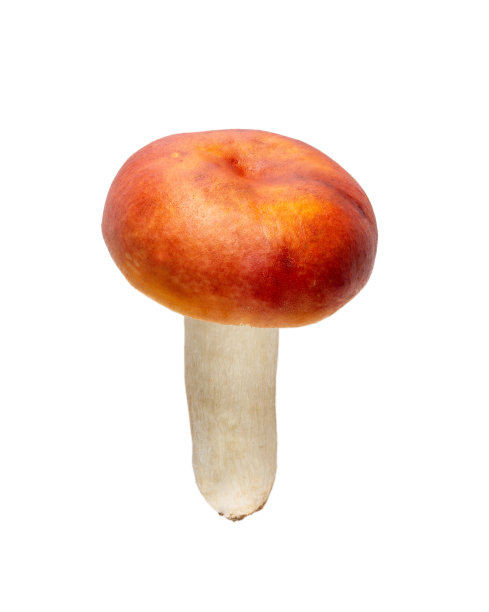 黄体苏菌，黄油蘑菇，白底分离的可食用野生蘑菇。图片下载