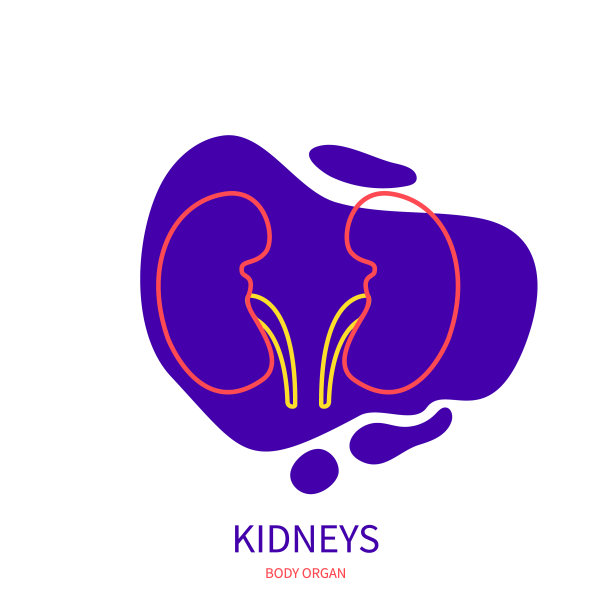 肾脏、泌尿系统、身体器官轮廓图图片下载