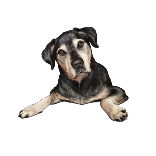 可爱聪明的小狗问题看起来孤立在白色背景。图片下载