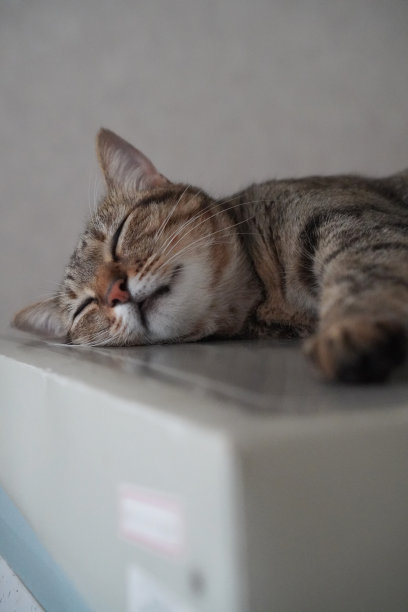 猫在房子里睡觉图片下载