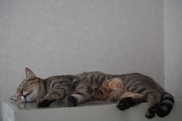 猫在房子里睡觉图片下载