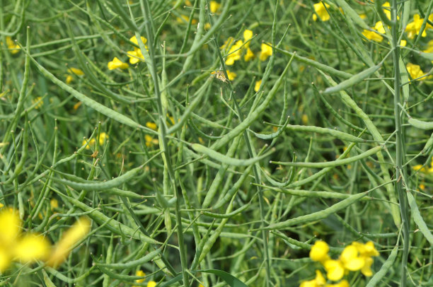 在这种植物上是豆荚油菜的冬季作物图片下载