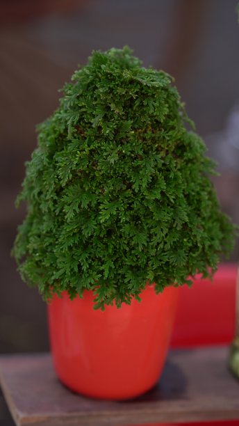 小植物用绳子绑在塑料玻璃里面。图片下载