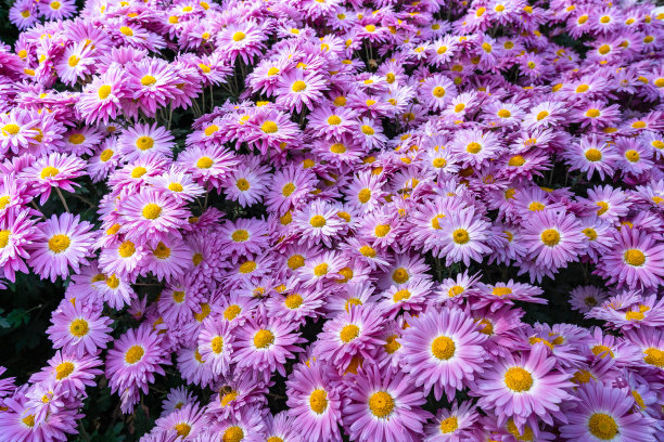 田野的粉红色紫苑与黄色雌蕊特写从上面作为自然背景图片下载