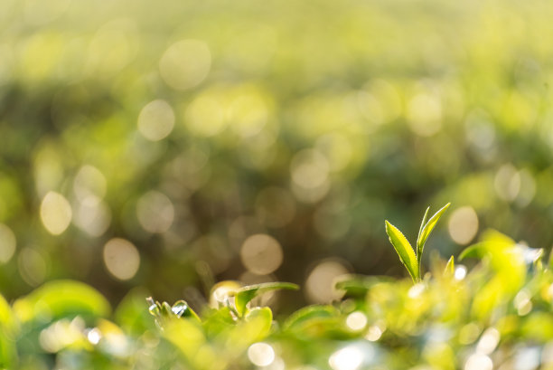 有机农场阳光下的茶树叶子。清新的嫩芽草本农场在夏天的早晨。阳光绿茶树植物。近树茶树在早晨的绿色自然图片下载