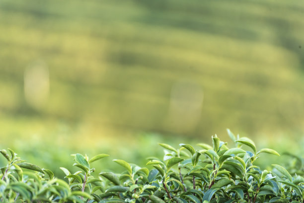 茶树有机农场绿茶叶田间种植。近树茶园山绿色的自然背景在早上。新鲜幼嫩嫩芽草本绿茶树在农场图片下载