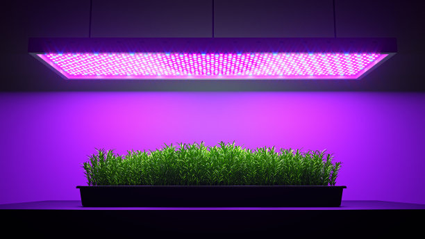 绿色迷迭香在LED灯下生长。三维演示图片下载