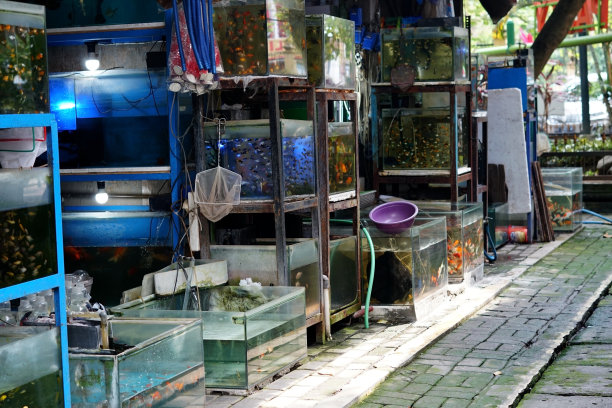 宠物市场图片下载