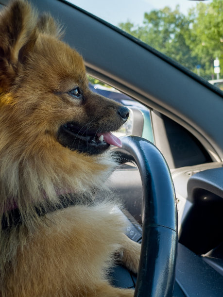 一个有趣的斯皮兹狗驾驶汽车的肖像。图片下载