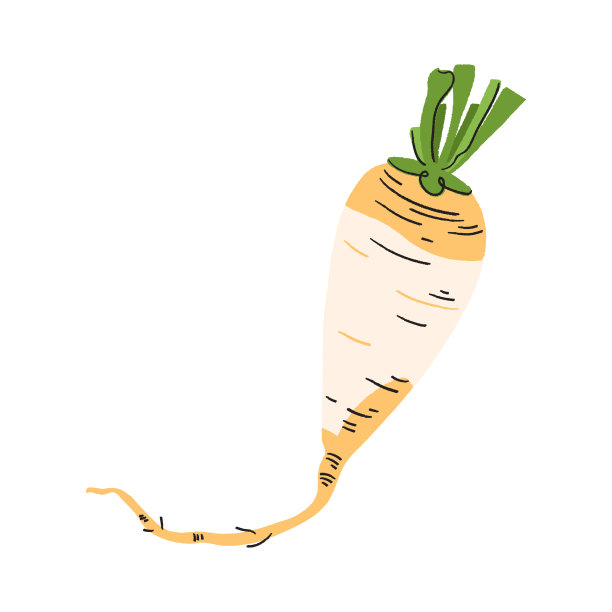 白底带茎和叶向量的萝卜。秋收蔬菜插图图片下载