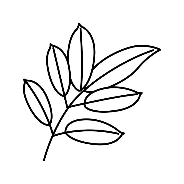桃花心木叶子线条图标矢量图图片下载