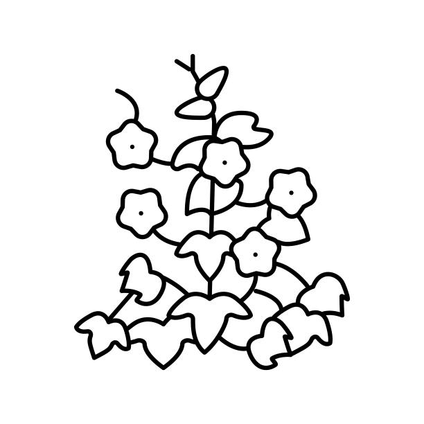 牵牛花线图标矢量插图图片下载