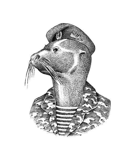 穿着军装的海豹人。海洋哺乳动物。时尚动物性格。手绘草图。雕刻插图和t恤或纹身。维多利亚时代的海员或航海家或领航员。图片下载