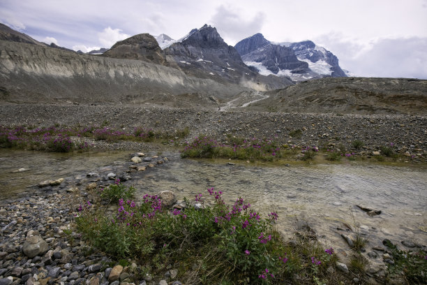 夏季的哥伦比亚冰原，碧玉国家公园，AB，加拿大图片下载