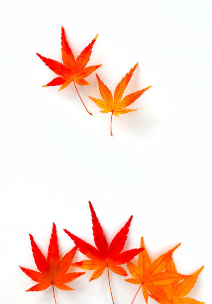 白底枫叶图片下载