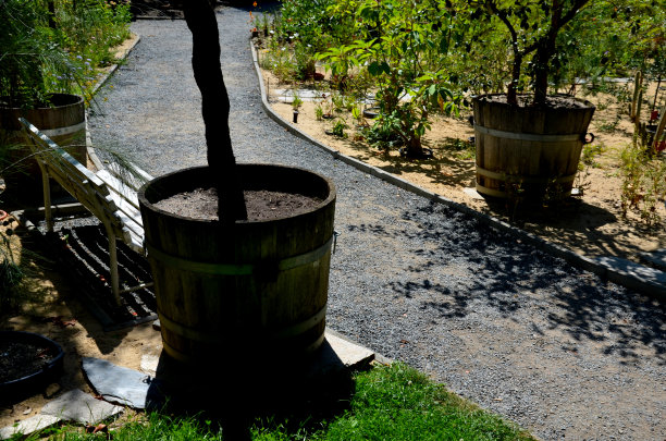 砂砾在沙丘表面排成一排成沙。在多肉的沙漠绿洲的灌木丛之间穿过公园的一条小路。旅游宾馆花园为游客提供了亚热带植物园内的植物图片下载