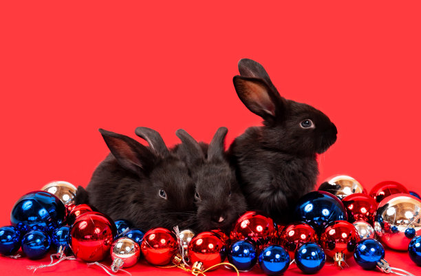 三只黑兔子坐在红、蓝、白三色的圣诞玩具球中间。野兔是东历2023年的象征。新年节日礼物。国旗的颜色图片下载