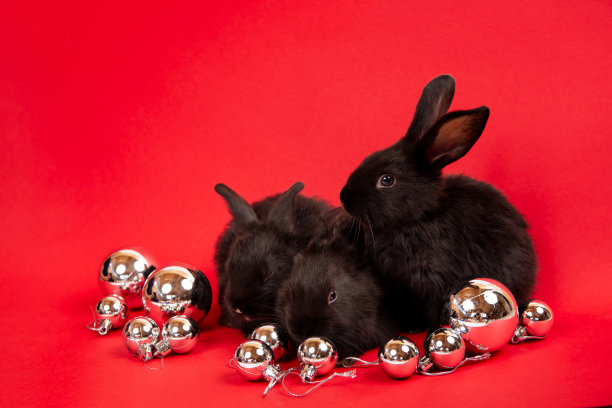 三只黑兔子坐在白色的圣诞玩具球中，红色的背景隔开。野兔是东历2023年的象征。新年的心情。节日卡片或证书。国家国旗的颜色图片下载