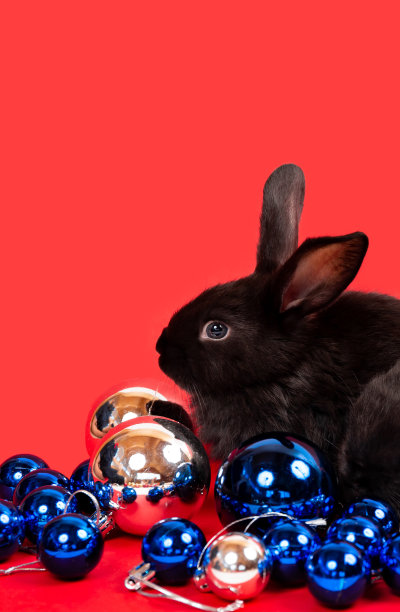 一只黑兔子坐在蓝色和白色的圣诞球之间，红色的背景隔离。野兔是东历2023年的象征。新年节日礼券。国旗的颜色图片下载