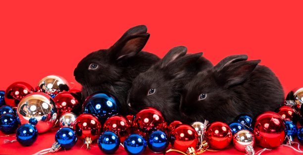 三只黑兔子坐在红、蓝、白三色的圣诞玩具球中间。野兔是东历2023年的象征。新年节日礼物。国旗的颜色图片下载