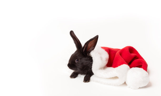 小黑兔躺在红色的圣诞老人帽子上，孤立在白色的背景下。兔是中国农历2023年的象征。圣诞和新年的节日礼物。副本的空间。卡图片下载