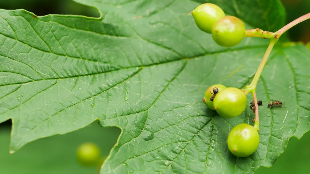 在花园中，蚂蚁爬上了绿色的紫冠玫瑰的叶子图片下载
