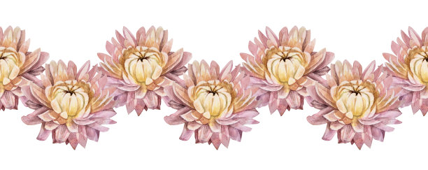 无缝边缘水彩波西米亚干花菊花在白色背景。手绘粉色植物标本的婚礼庆祝卡。边框墙纸包装素描本，装饰室内图片下载