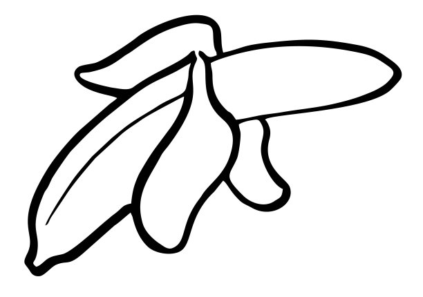 香蕉线条艺术，手绘素描，热带水果的黑白插图图片下载