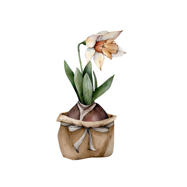 黄色手绘水彩春花插图孤立在白色背景。水彩画黄水仙，白水仙花。春天花草升华中图片下载