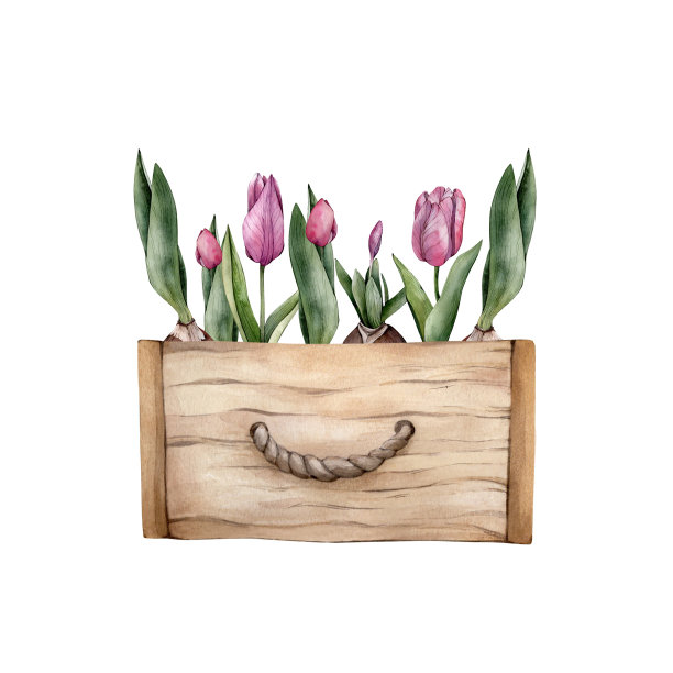 木盒春花手绘水彩画。水彩花卉剪纸孤立在白色背景。家庭园艺插图。粉红色的郁金香和花蕾图片下载