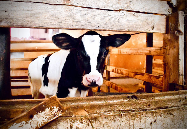 荷尔斯泰因小牛图片下载