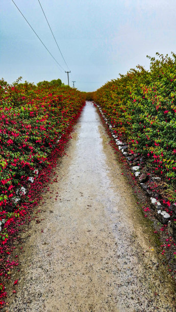 红色的图片下载