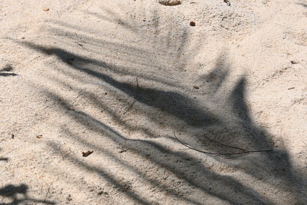 椰叶的影子图片下载