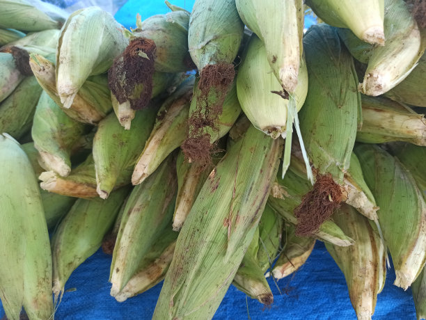 桩的玉米图片下载