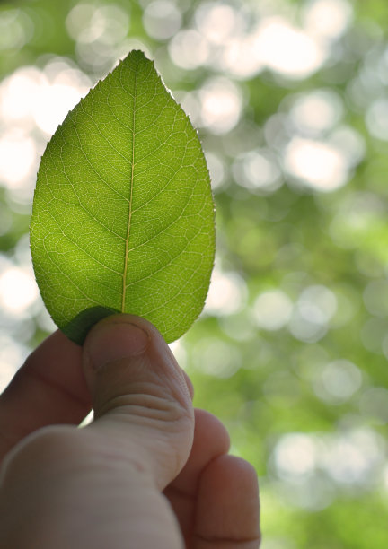 在太阳的背景下，手握一片叶子图片下载