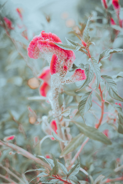 在美国德克萨斯州达拉斯附近的后院花园，盛开的鸡冠花(或塞洛西娅)与火焰一样的头的色调照片图片下载