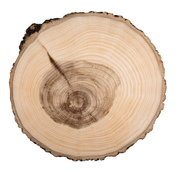 在白色背景上孤立的林木的切割、切片、切片。一棵带年轮的被砍树的微距镜头。树桩，老树的树干。图片下载