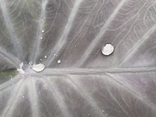 红色的叶子和清澈的水滴。图片下载