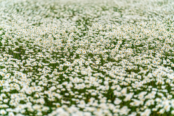 阳光照亮了春天的草地，许多雏菊盛开，浅景深的照片，只有少数花瓣集中图片下载