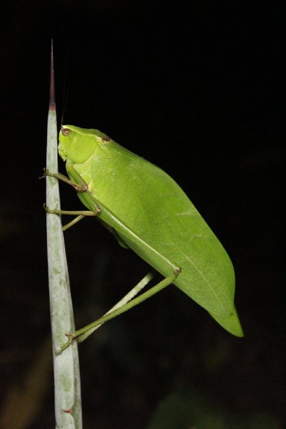 纺织娘图片下载