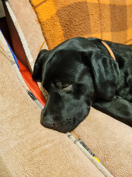 躺在沙发上的黑色拉布拉多犬图片下载
